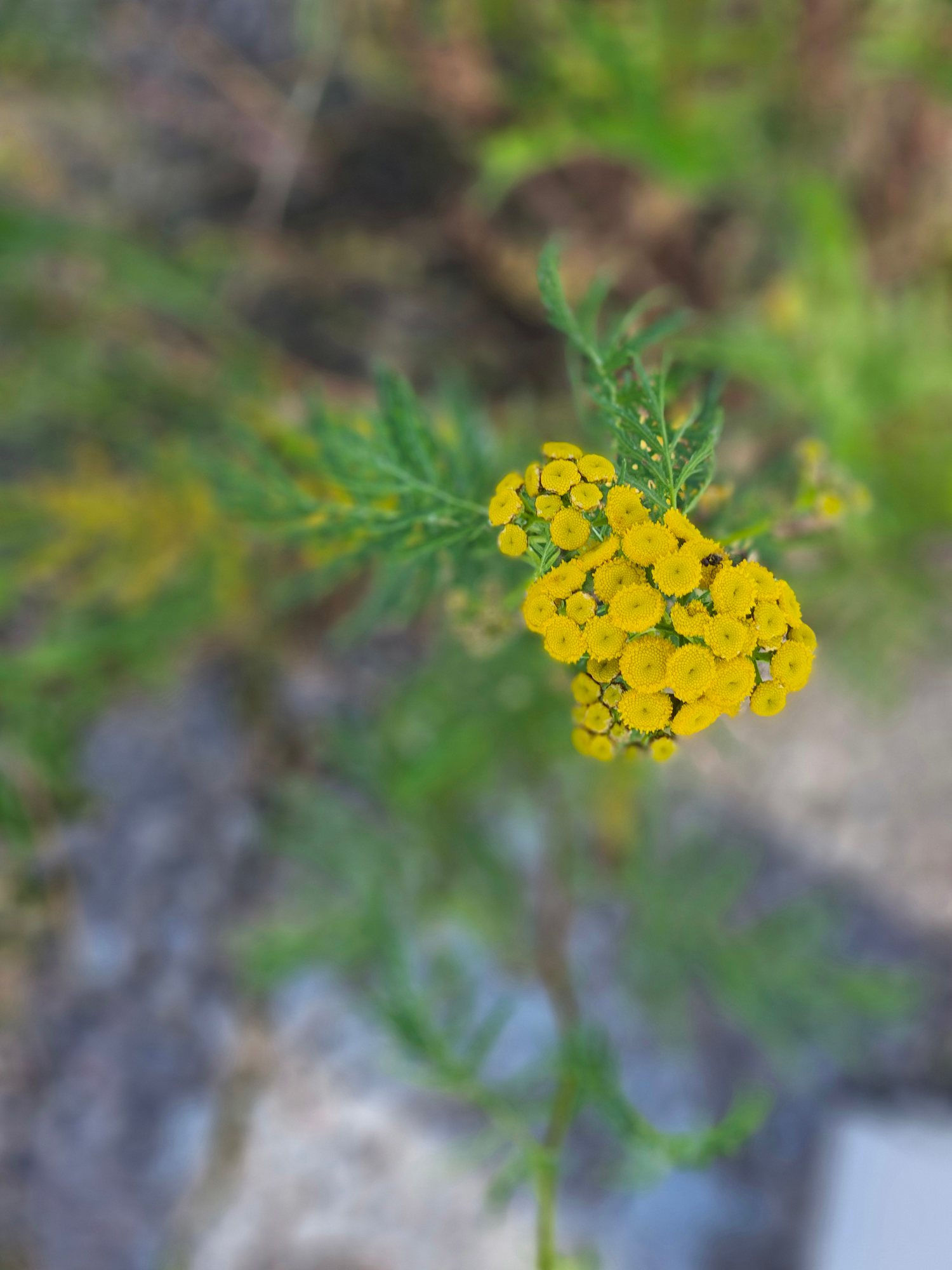 Helsinki photograph 15