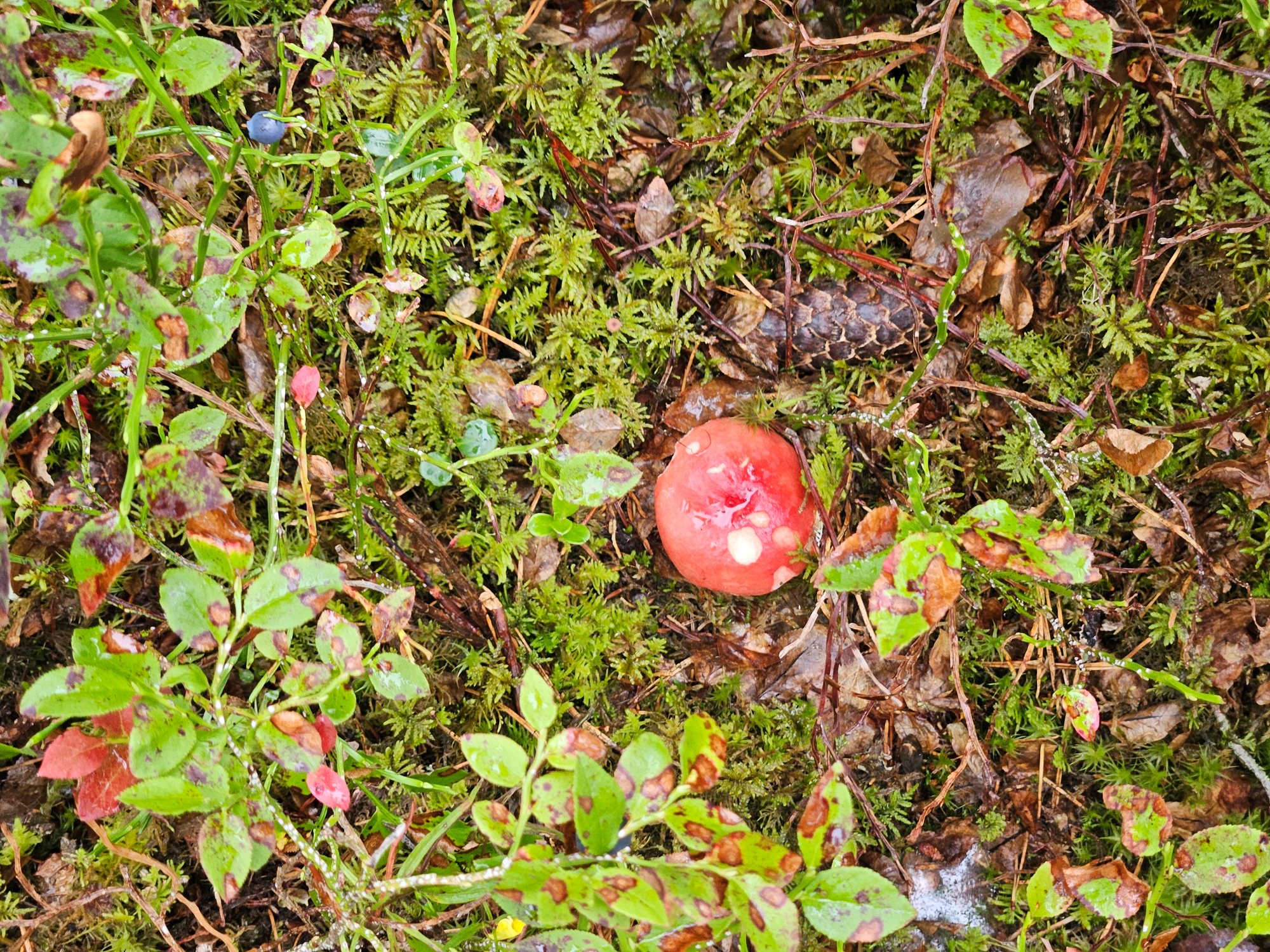 Helsinki photograph 21